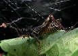 grasshopper8x.jpg"