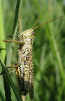 grasshopperx.jpg"