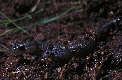 salamander10x.jpg"