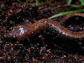 salamander12x.jpg"