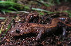 salamander13x.jpg"