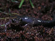 salamander14x.jpg"