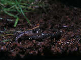 salamander15x.jpg"