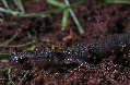 salamander16x.jpg"