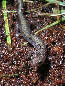 salamander17x.jpg"
