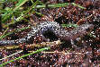 salamander18x.jpg"