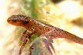 salamander19x.jpg"