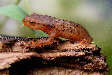 salamander20x.jpg"