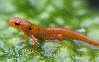 salamander21x.jpg"