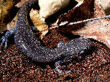 salamander22x.jpg"