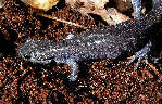 salamander23x.jpg"