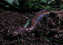 salamander2x.jpg"