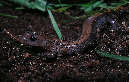salamander5x.jpg"
