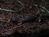 salamander6x.jpg"