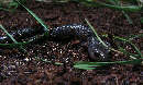 salamander7x.jpg"