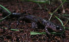 salamander8x.jpg"