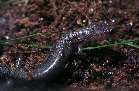 salamanderx.jpg"