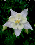 Allflower31T.jpg"