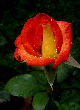 Allflower44T.jpg"