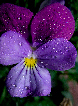 Allflower54T.jpg"