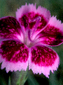 Allflower76T.jpg"