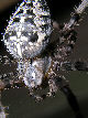 Crossspider10T.jpg"