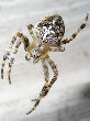 Crossspider11T.jpg"