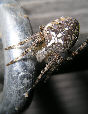 Crossspider13T.jpg"