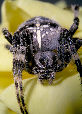 Crossspider15T.jpg"