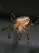 Crossspider4T.jpg"