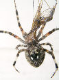 Crossspider5T.jpg"