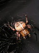 Crossspider6T.jpg"