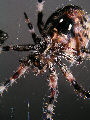 Crossspider7T.jpg"