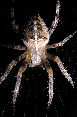 Crossspider8T.jpg"