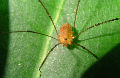 Daddylongleg11T.jpg"