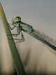 Damselfly10T.jpg"