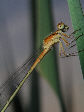 Damselfly11T.jpg"