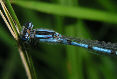 Damselfly13T.jpg"