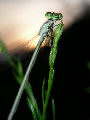 Damselfly14T.jpg"