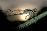 Damselfly15T.jpg"