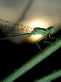 Damselfly16T.jpg"