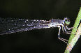 Damselfly17T.jpg"