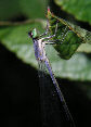 Damselfly18T.jpg"