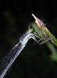 Damselfly19T.jpg"