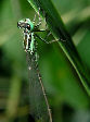 Damselfly1T.jpg"