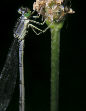 Damselfly20T.jpg"