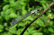 Damselfly21T.jpg"