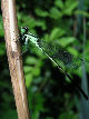 Damselfly22T.jpg"