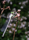 Damselfly23T.jpg"