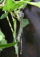 Damselfly26T.jpg"